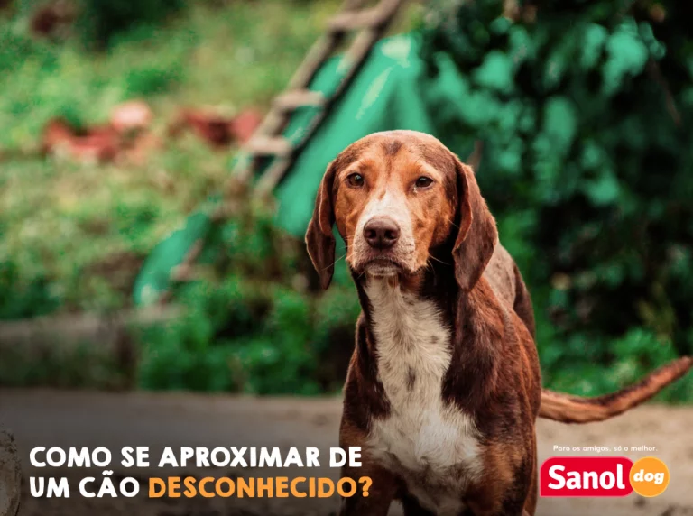 COMO SE APROXIMAR DE UM CÃO DESCONHECIDO?