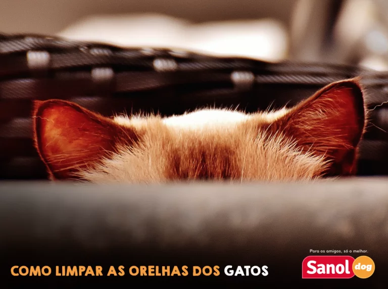 Como limpar as orelhas dos gatos