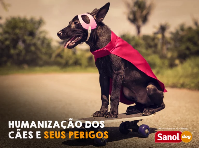 Humanização dos cães e seus perigos