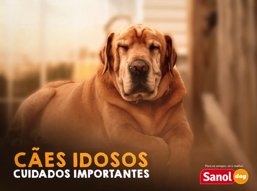 CÃES IDOSOS – CUIDADOS IMPORTANTES