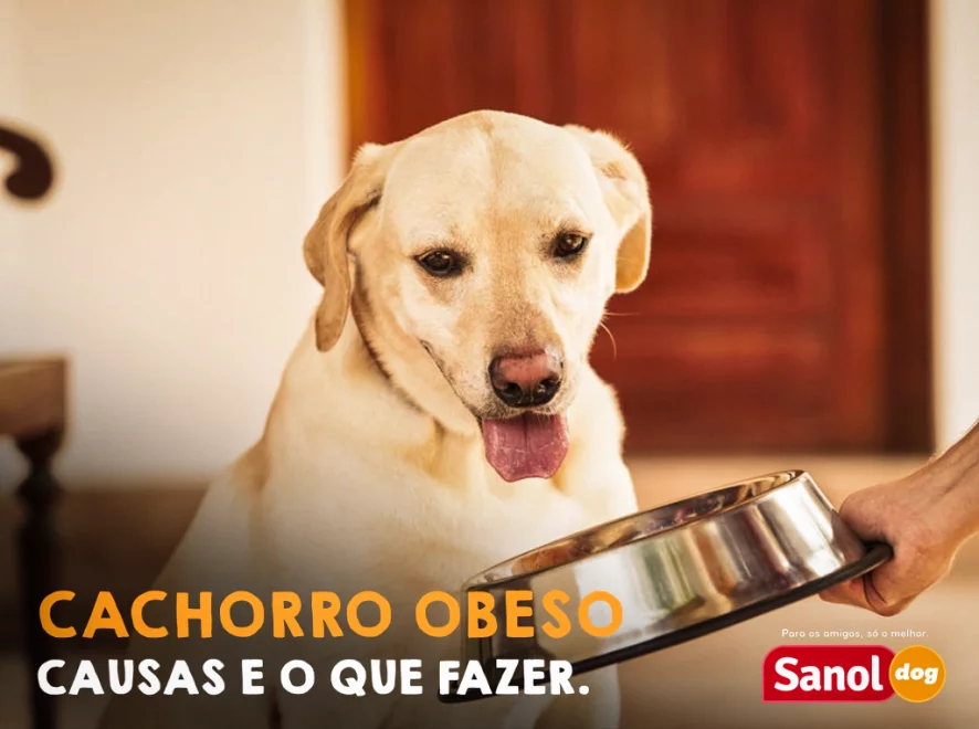 CACHORRO OBESO – CAUSAS E O QUE FAZER