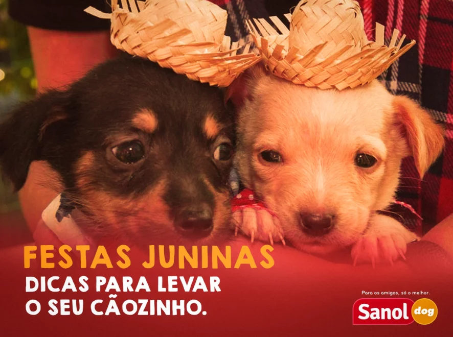 FESTAS JUNINAS: DICAS PARA LEVAR SEU CÃOZINHO