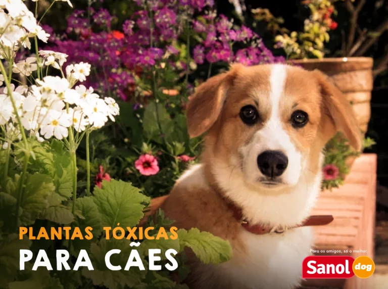 Plantas tóxicas para cães