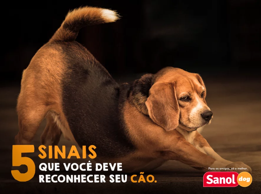 5 sinais que você deve reconhecer em seu cão