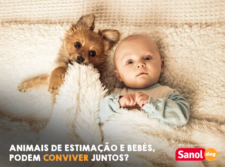 Animais de estimação e bebês podem conviver sem riscos?