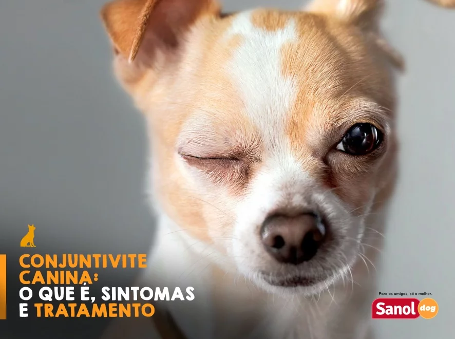 Conjuntivite canina: o que é, sintomas e tratamento