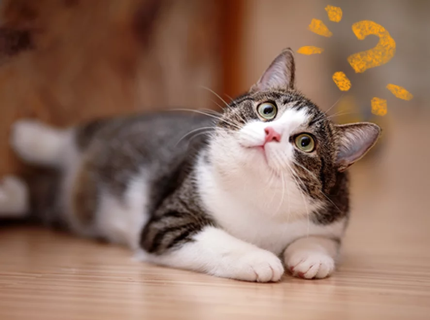 As melhores curiosidades sobre gatos! As melhores curiosidades sobre gatos!