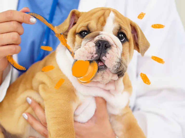 Transfusão de sangue animal: seu pet já doou?