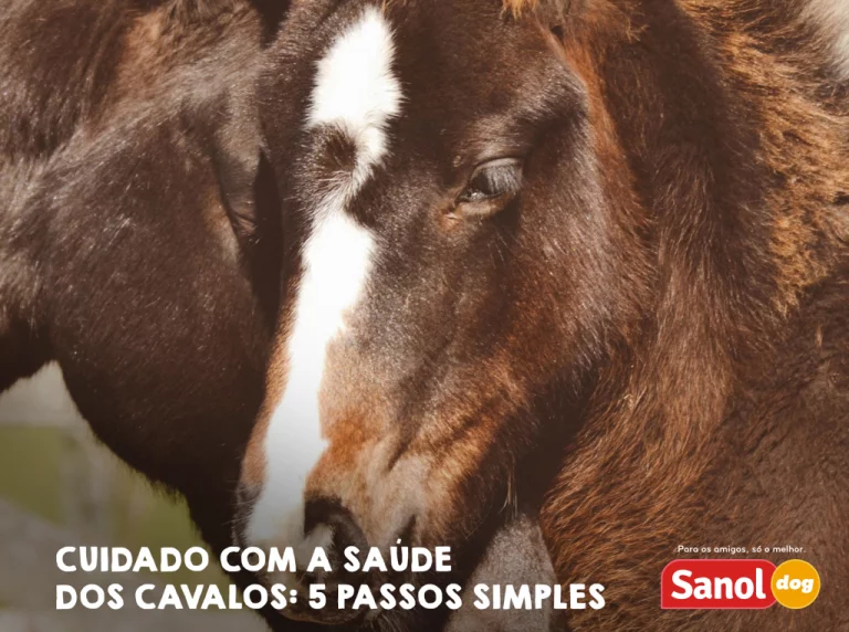 Cuidado com a saúde dos cavalos: 5 passos simples