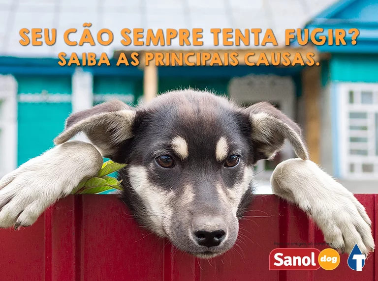 Dicas de Segurança: Seu cão sempre tenta fugir?