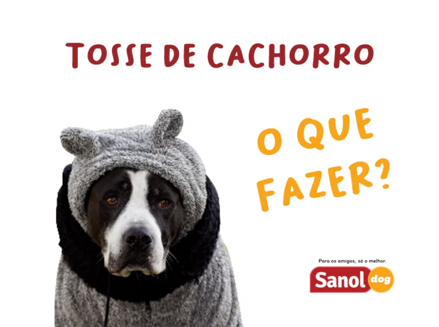 TOSSE DE CACHORRO, O QUE FAZER?